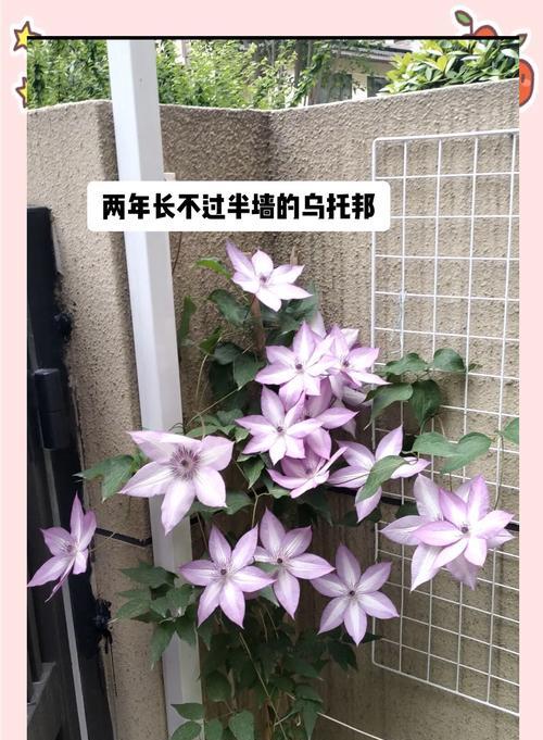 铁线莲最勤花的品种是什么？如何进行修剪？