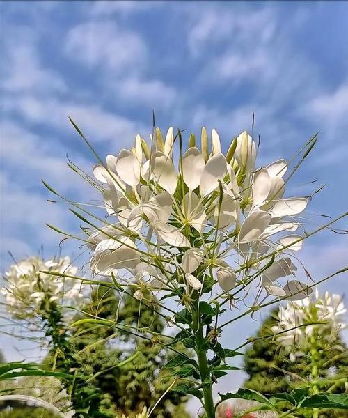 醉蝶花的最佳种植时间是什么时候？