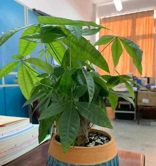 盆栽植物茂盛的养殖技巧是什么？