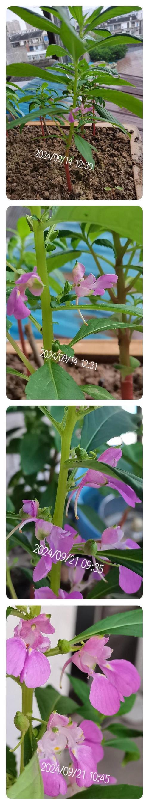 凤仙花种子怎么传播？自然传播与人工播种技巧？