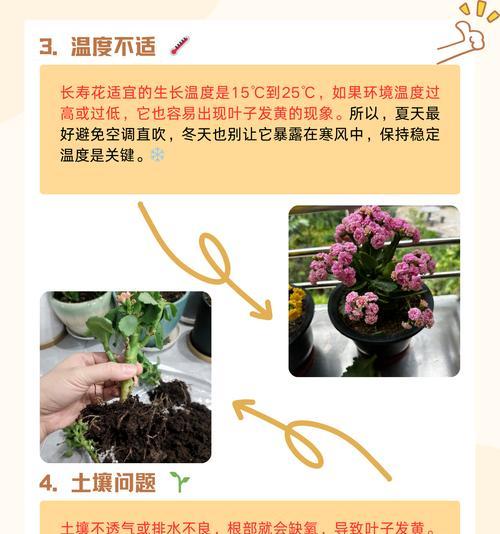 发财树变软的处理方法是什么？