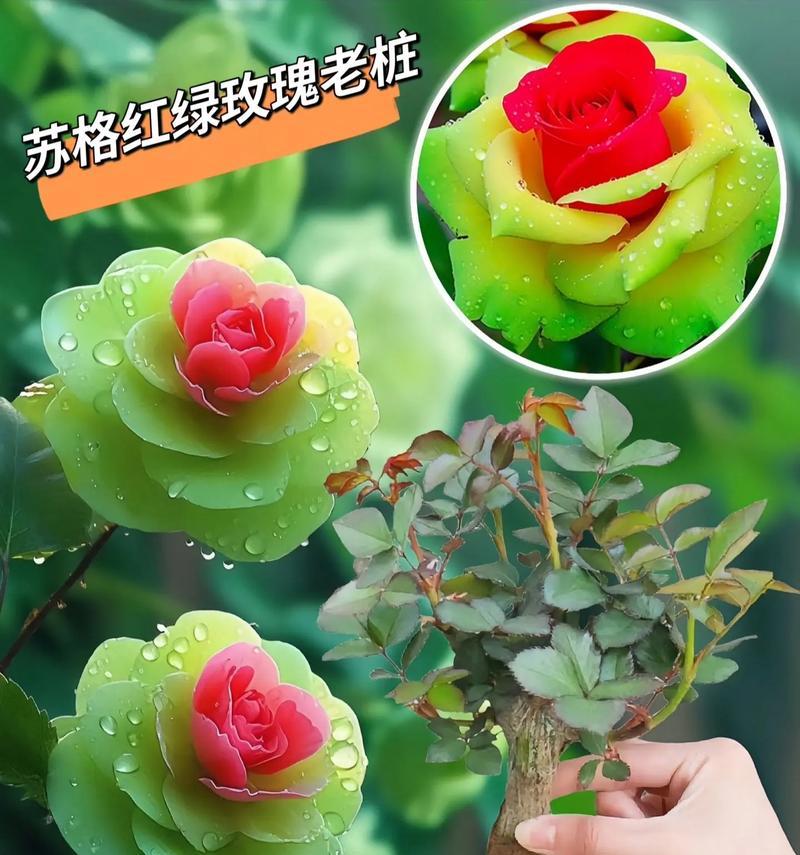 微型玫瑰的养殖方法是什么？