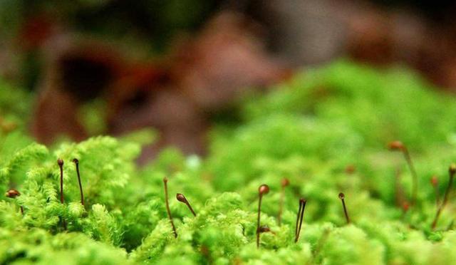 苔藓植物是什么？苔藓植物的特点是什么？