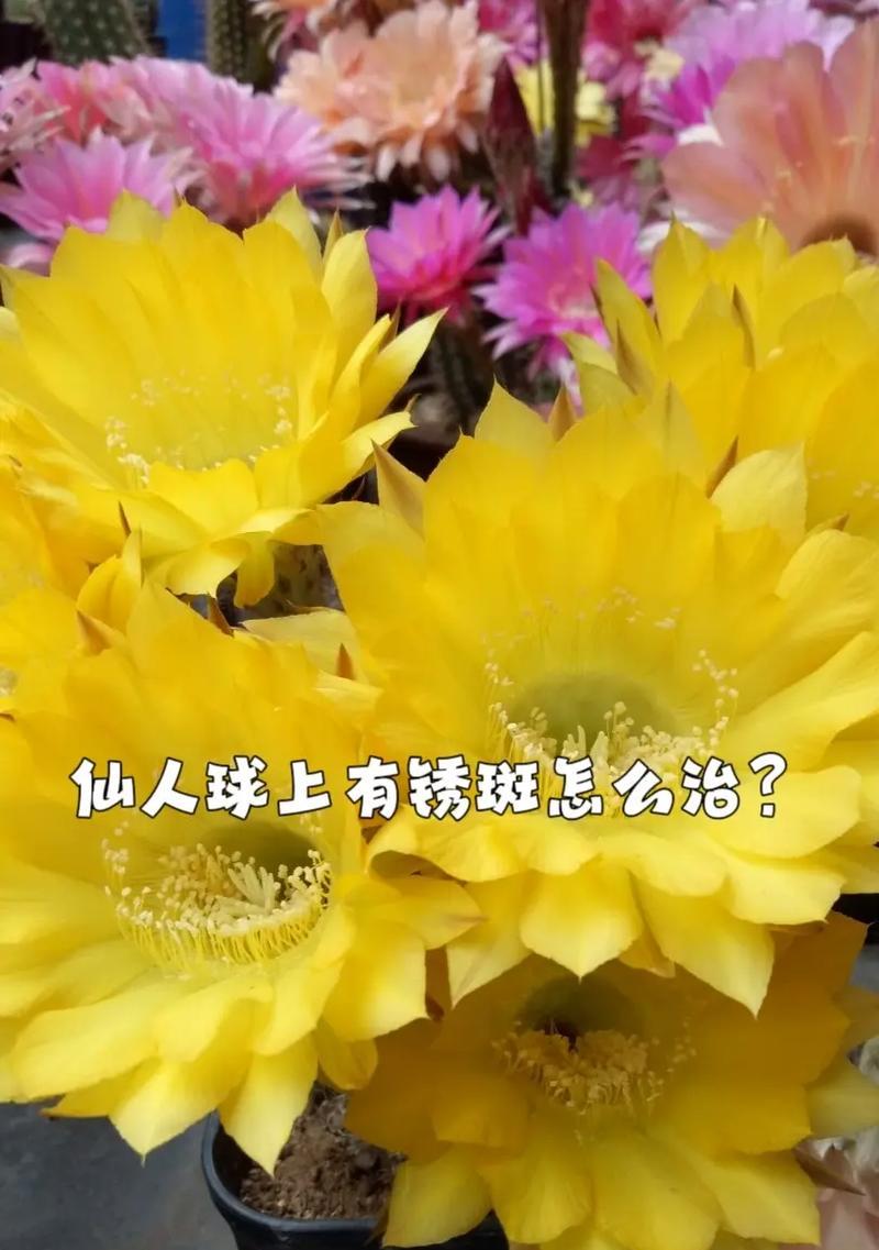 仙人球播种方法是什么？播种后如何管理？