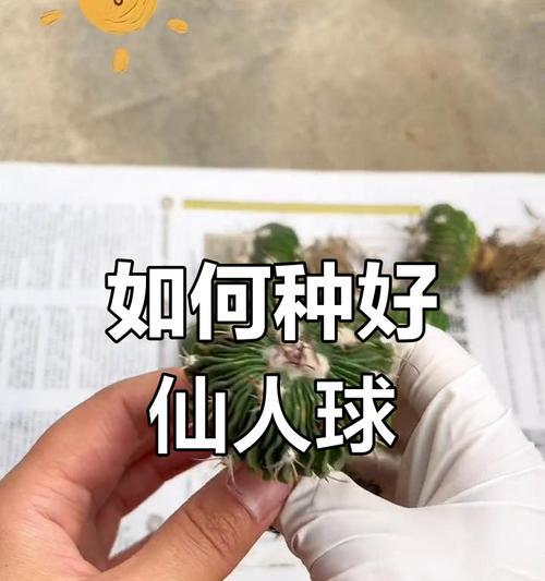 仙人球播种方法是什么？播种后如何管理？