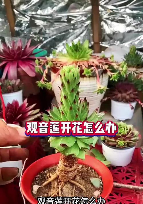 观音莲分株的正确步骤是什么？