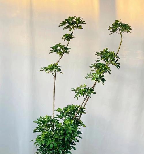 鹅掌木造型方法是什么？