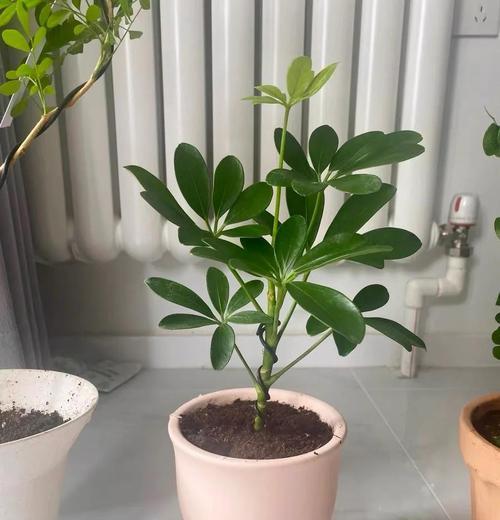 鹅掌木造型方法是什么？