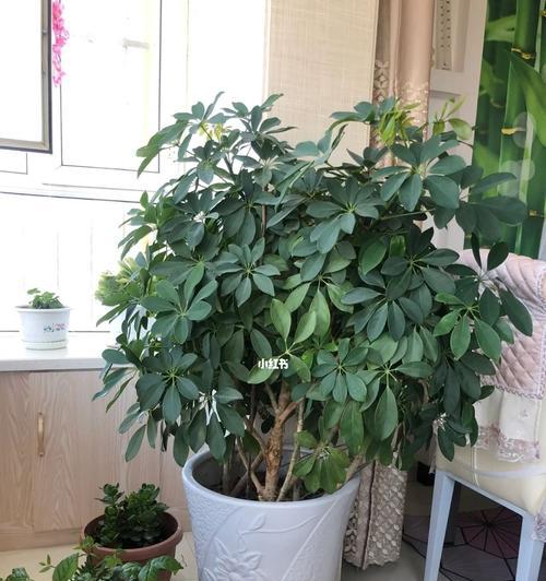 鹅掌木造型方法是什么？