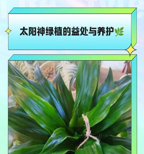 太阳神盆栽的养殖方法是什么？