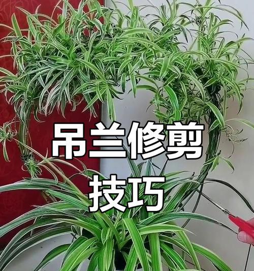 吊兰旺盛生长的秘诀是什么？