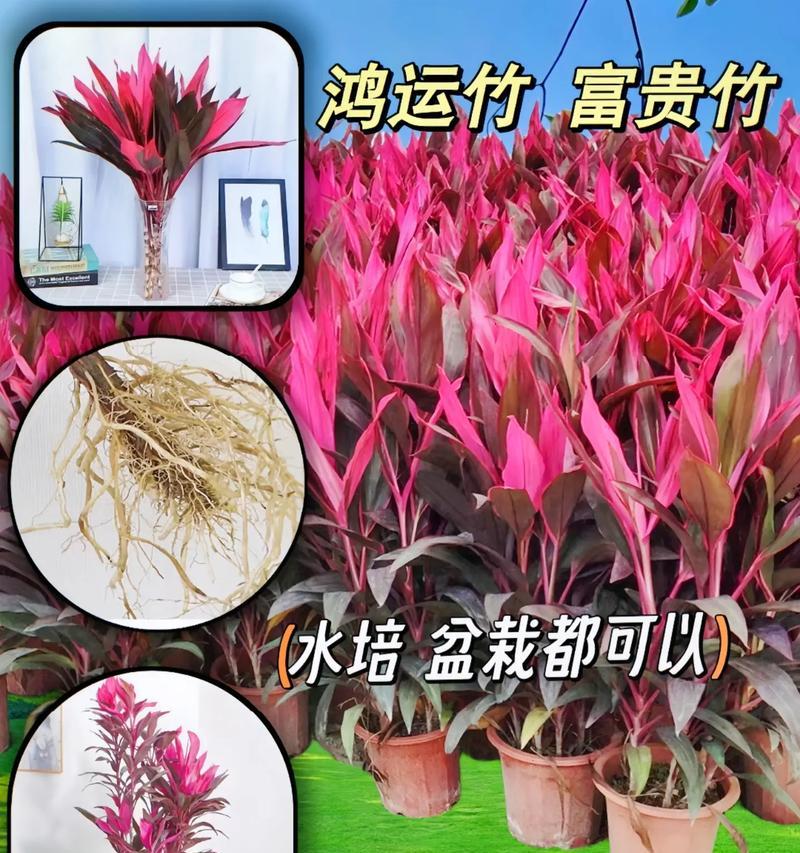 鸿运竹的养殖技巧有哪些？