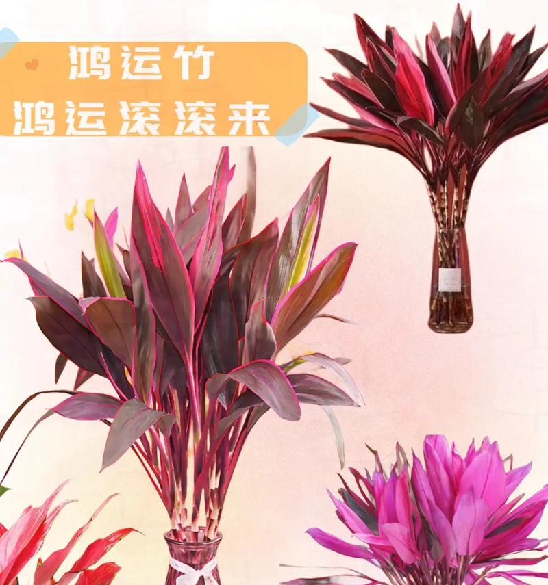 鸿运竹的养殖技巧有哪些？