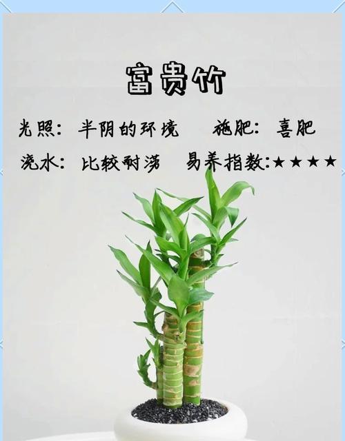 鸿运竹的养殖技巧有哪些？