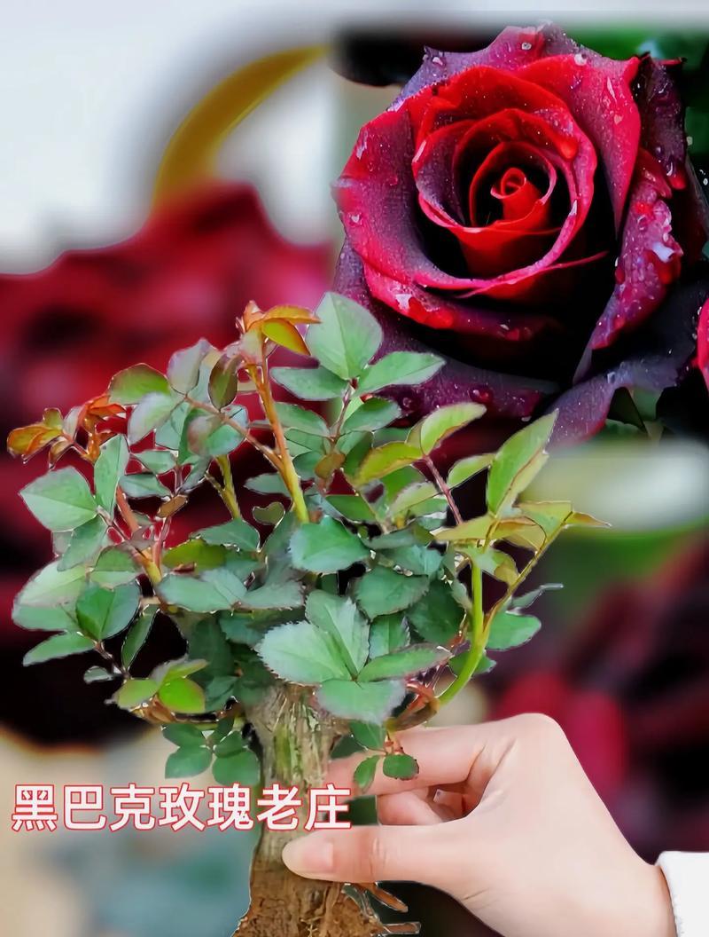 盆景玫瑰花凋谢后怎么办？如何促进再次开花？