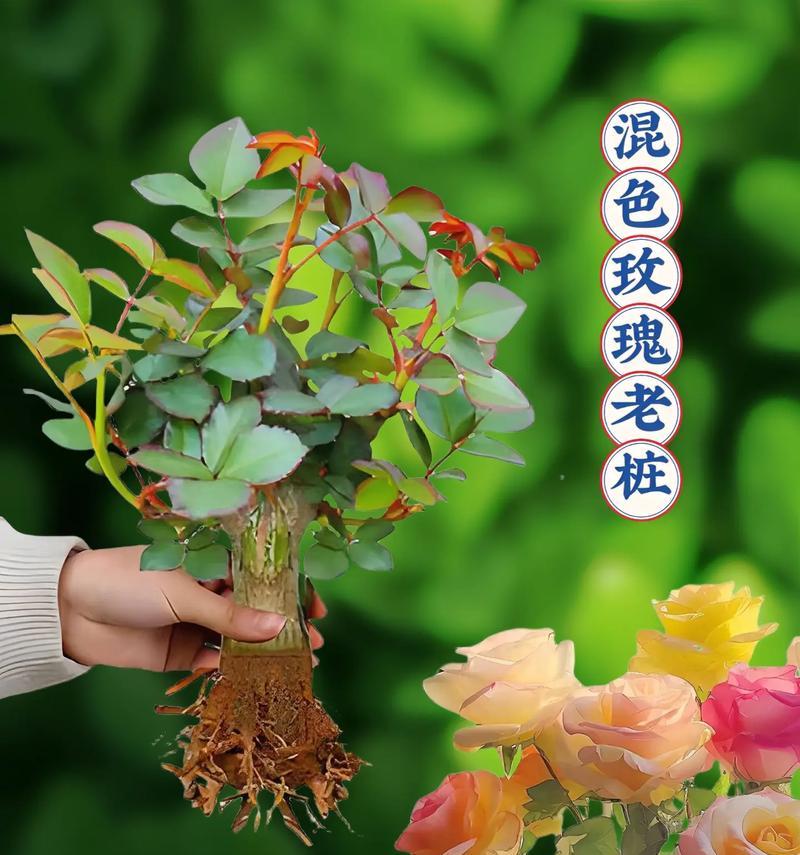盆景玫瑰花凋谢后怎么办？如何促进再次开花？