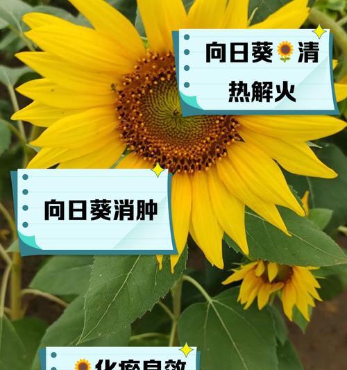 向日葵用什么肥好？向日葵施肥的最佳时机和方法是什么？