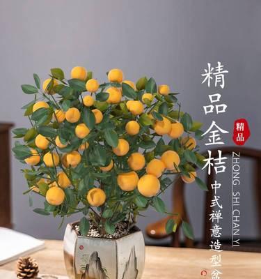 室内金桔树的养护要点有哪些？