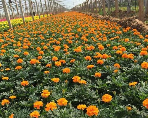 孔雀草种子种植的正确方法是什么？