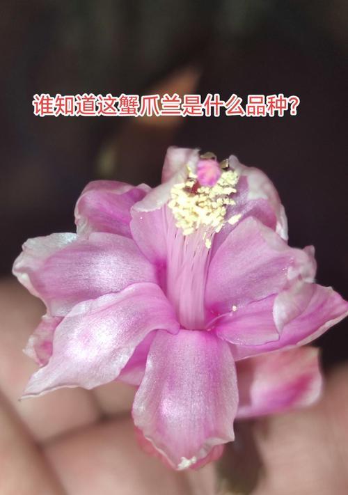蟹爪兰有哪些品种？不同品种的蟹爪兰有何区别？