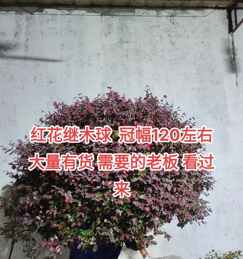 红花继木移栽的最佳时机是什么时候？