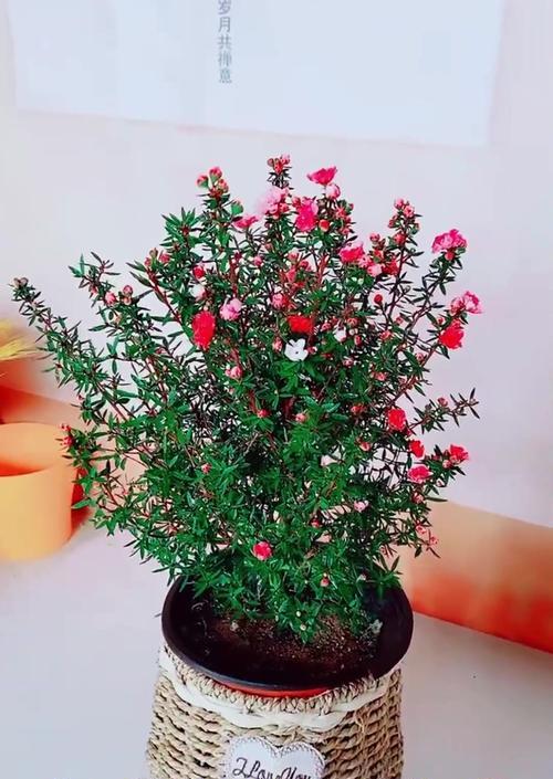 松红梅的养殖技巧是什么？