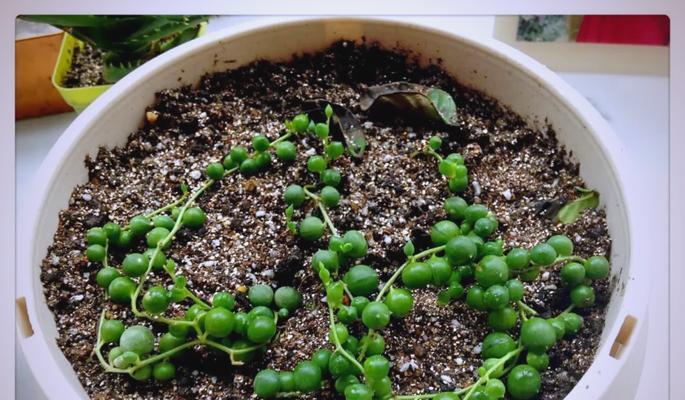 佛珠植物的种植方法和养护要点？
