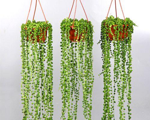 佛珠植物的种植方法和养护要点？