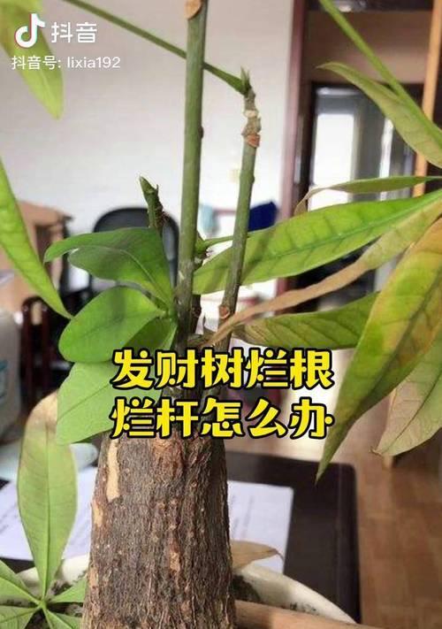 发财树出现哪些症状需要救活？如何进行抢救？