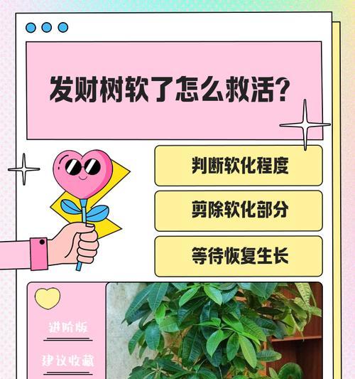 发财树出现哪些症状需要救活？如何进行抢救？