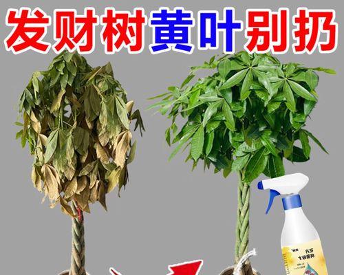 发财树出现哪些症状需要救活？如何进行抢救？
