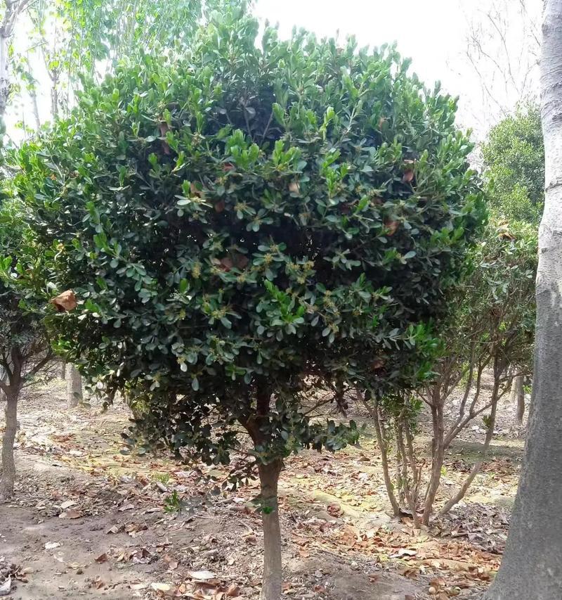 南方绿化苗木有哪些品种？南方绿化苗木品种大全是什么？