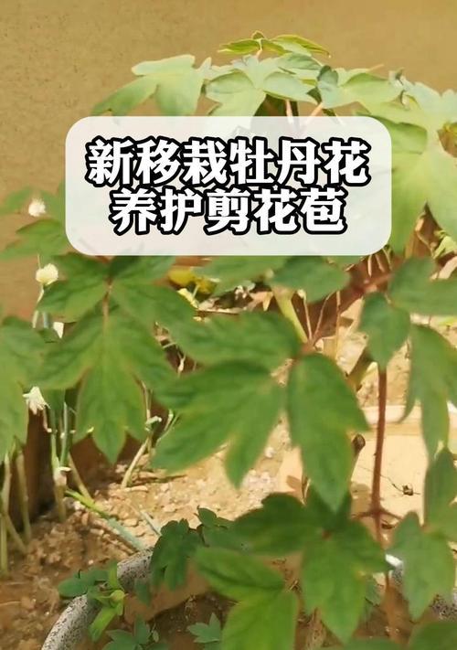 牡丹换盆的最佳时期是什么时候？