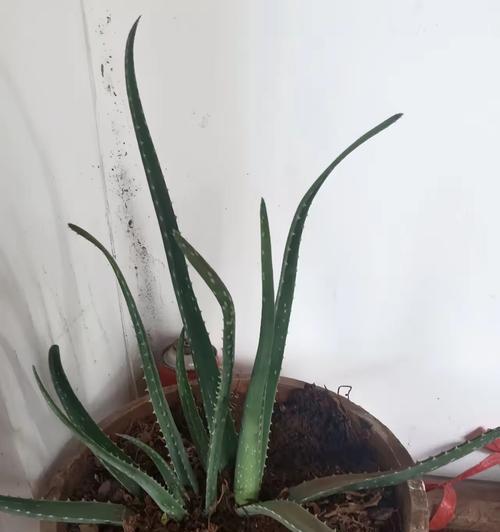 芦荟移盆的最佳时机和步骤是什么？