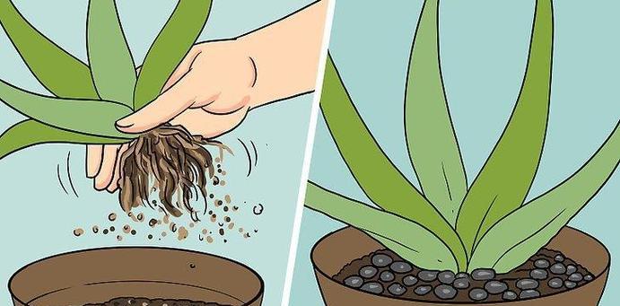 芦荟移盆的最佳时机和步骤是什么？