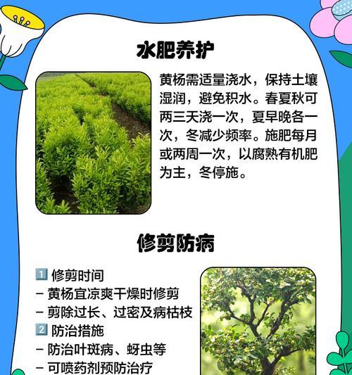 金边黄杨的养殖要点和常见问题解答？
