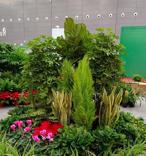 盆景种植的市场前景如何？