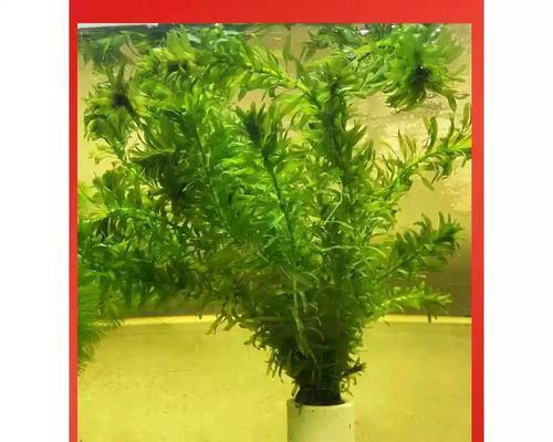 蜈蚣草的养殖环境和管理要点是什么？