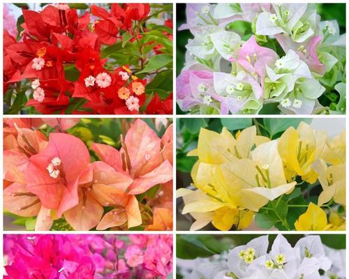三角梅的花语和寓意是什么？