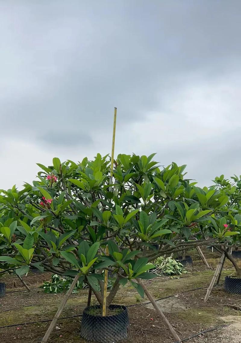 盆栽假狗牙花怎么养殖？假狗牙花的养殖技巧有哪些？