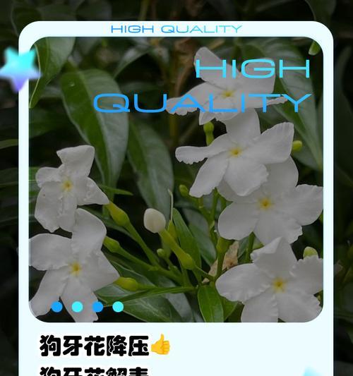 盆栽假狗牙花怎么养殖？假狗牙花的养殖技巧有哪些？