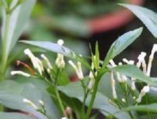 盆栽假狗牙花怎么养殖？假狗牙花的养殖技巧有哪些？