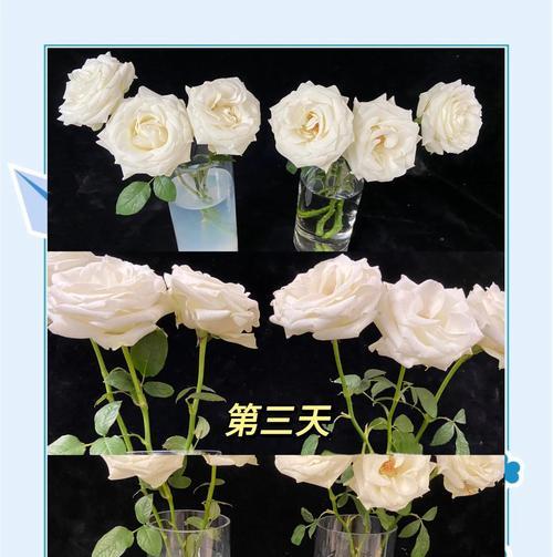 鲜花保鲜秘诀是什么？怎样延长花期？