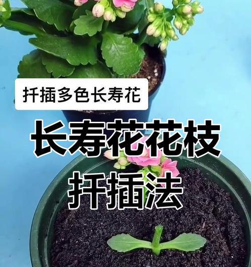 长寿花扦插方法是什么？长寿花扦插的步骤有哪些？