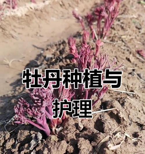 牡丹花怎么养家庭养法？家庭养护技巧有哪些？