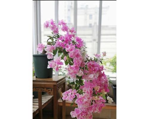绿叶樱花三角梅的正确养殖方法是什么？