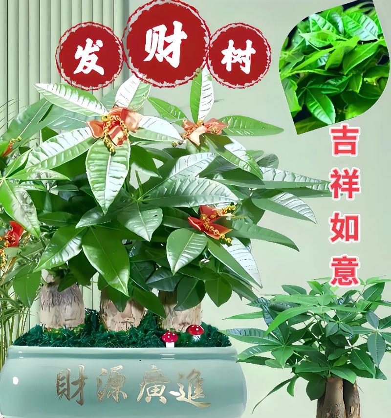 发财树树干增粗的有效方法是什么？