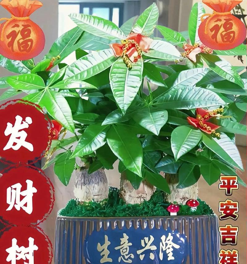 发财树树干增粗的有效方法是什么？