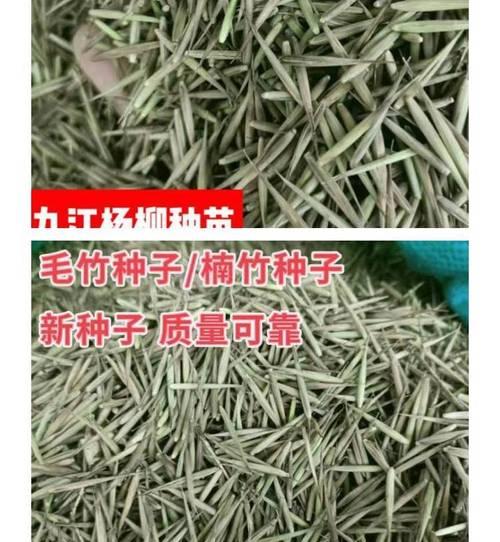 竹子种子种植需要注意哪些事项？