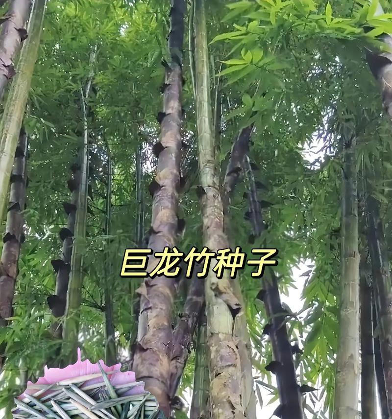 竹子种子种植需要注意哪些事项？